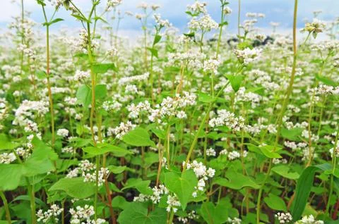 Field of buckwheat Stock Photos