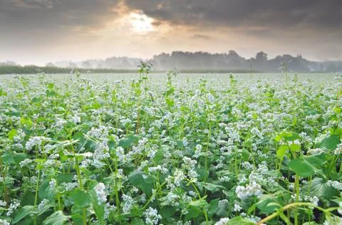 Field of buckwheat Stock Photos