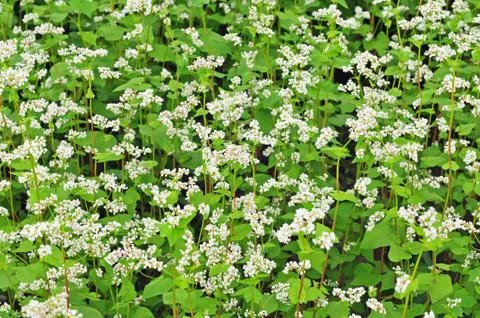 Field of buckwheat Foto stock
