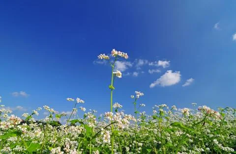 Field of buckwheat Stock Photos