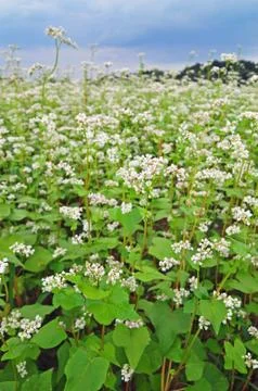 Field of buckwheat Stock Photos