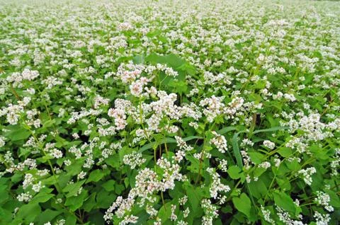 Field of buckwheat Stock Photos
