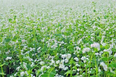 Field of buckwheat Foto stock