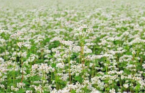 Field of buckwheat Foto stock