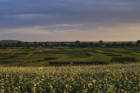 Field of buckwheat Foto stock