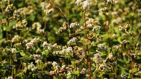 Field Of Buckwheat With White Flowers Stock Footage 80477158