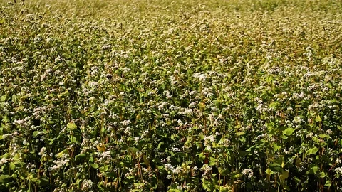 Field Of Buckwheat With White Flowers Stock Footage 80477161