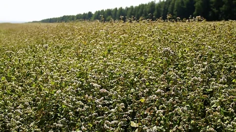 Field Of Buckwheat With White Flowers Stock Footage 80477163
