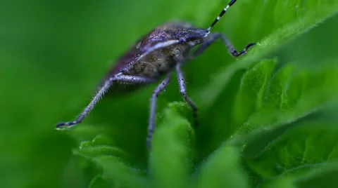 Field bug in the grass Stock Footage 63563905