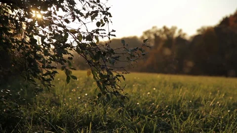 Field Bugs Sunset Video stock 101392433