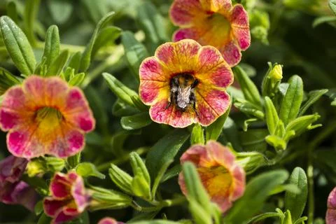 Field bumblebee has crawled deep into a petunia blossom and collects nectar Stock Photos