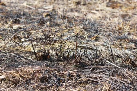 Field burned dry grass in the spring. Stock Photos