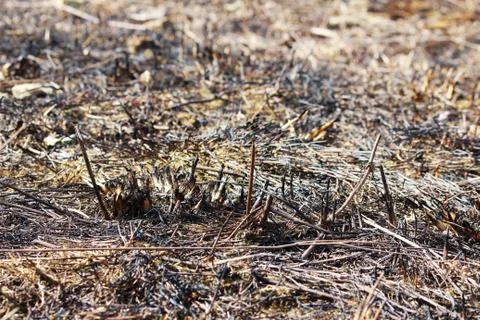 Field burned dry grass in the spring. Stock Photos