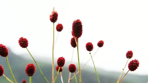 Field of burnet flowers 库存影片 10807755