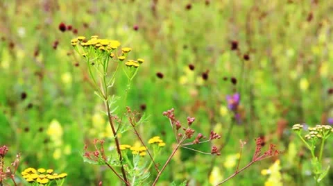 Field of burnet flowers 库存影片 10807819