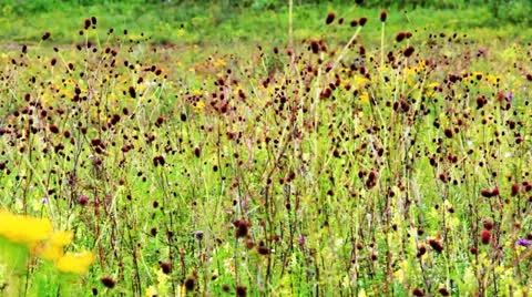 Field of burnet flowers 库存影片 10807833