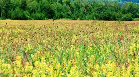 Field of burnet flowers 库存影片 10822480