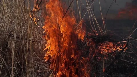 On the field burning dry grass. Footage. Burning of straw on the field. Fire Stock Footage 132201765