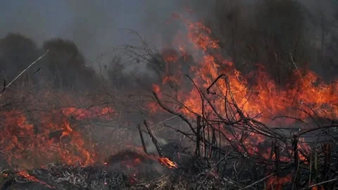 On the field burning dry grass. Footage. Burning of straw on the field. Fire Stock Footage 134458741