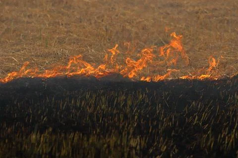 Field burning Stock Photos