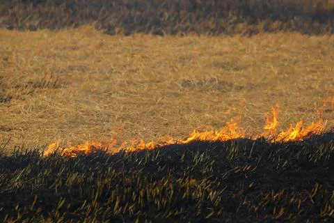 Field burning Stock-Fotos