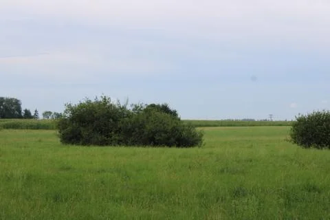 Field with bushes. Stock Photos