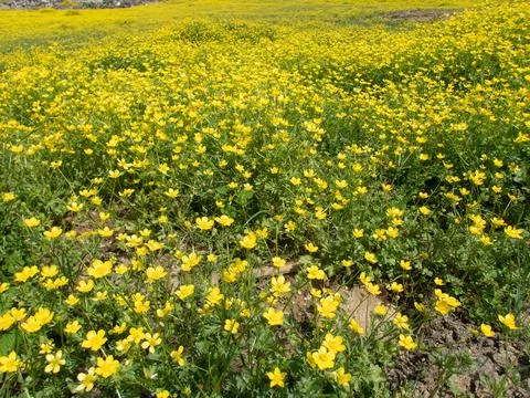 Field-of-buttercups-01 Stock Photos