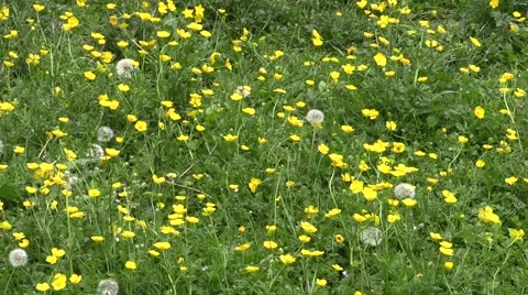 Field of buttercups blowing in the wind Stock Footage 45282852
