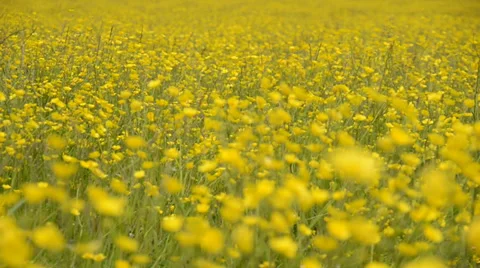 Field of buttercups Stock Footage 29480462