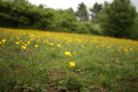 Field of buttercups Stock Photos