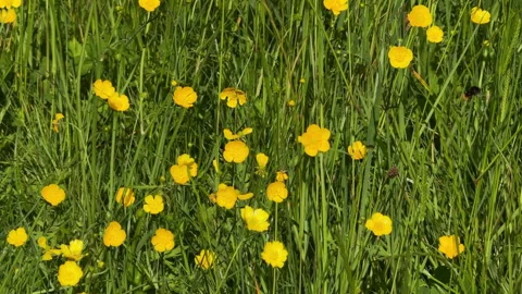 Field of Buttercups in Spring in the UK Stock-Footage 336105143