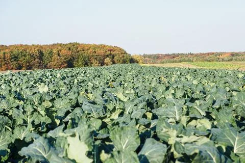 Field of Cabbage. On the background of the forest. Ripe harvest on a Farm. Stock-Fotos