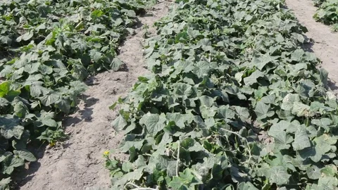 Field with cabbage Stock Footage 70603316