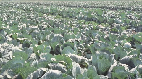 Field with cabbage. Stock Footage 70607580