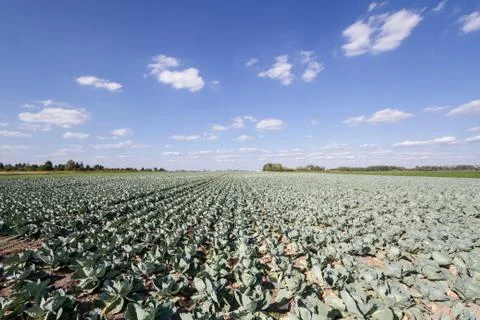 Field of cabbage Foto stock