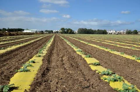 Field with cabbage Foto stock