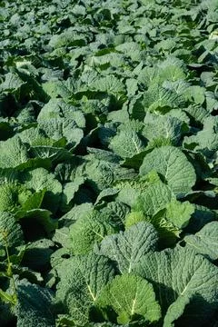 Field of cabbage plants Stock Photos