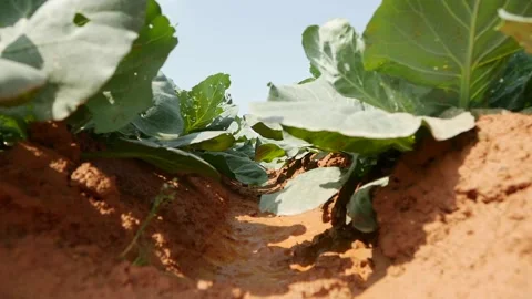 Field of cabbage ready to harvest. Vegetables, organic farming. Agriculture and Stock Footage 133808864