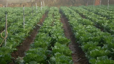 Field of cabbage ready to harvest. Vegetables, organic farming. Agriculture and Stock Footage 134309403
