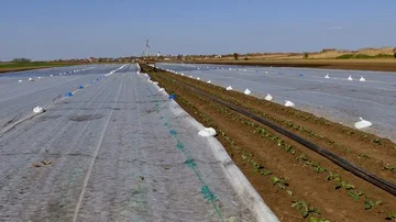 Field of cabbage with termo foil during irrigation. Stock Footage 85998297