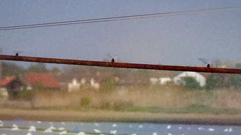 Field of cabbage with termo foil during irrigation. Stock Footage 86008929