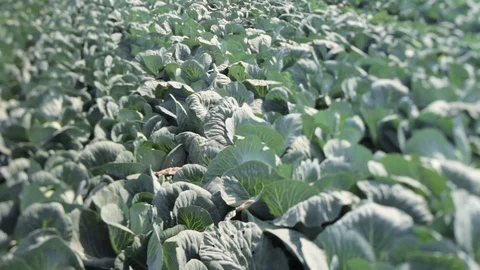 Field with cabbage. Tilt-Shift lens Stock Footage 70607872