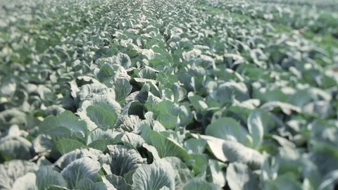 Field with cabbage. Tilt-Shift lens Stock Footage 70607885