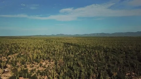 Field of Cactus in Baja, Mexico Stock Footage 261468573