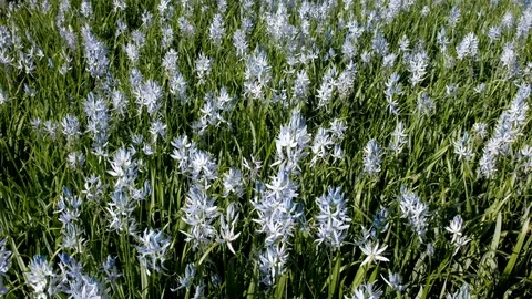 Field of Camas Flowers Stock-Footage 113245956
