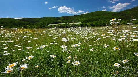 Field of camomile Stock Footage 6939871