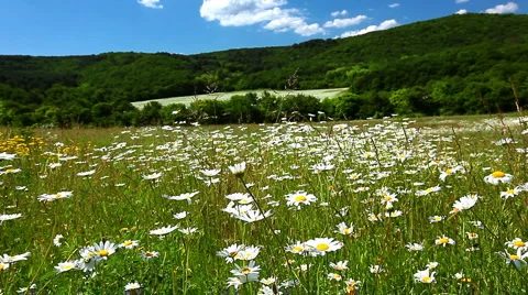 Field of camomile Stock-Footage 7013297