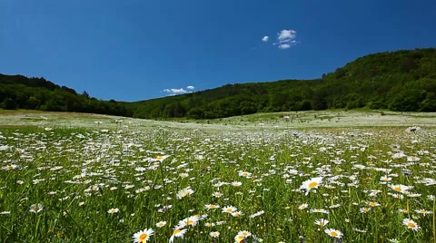 Field of camomile Stock-Footage 7062160