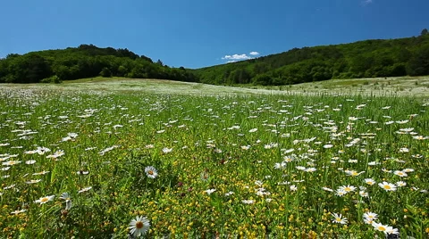 Field of camomile Stock Footage 7067128
