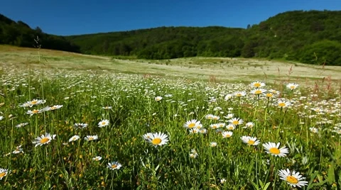 Field of camomile Stock Footage 7131226